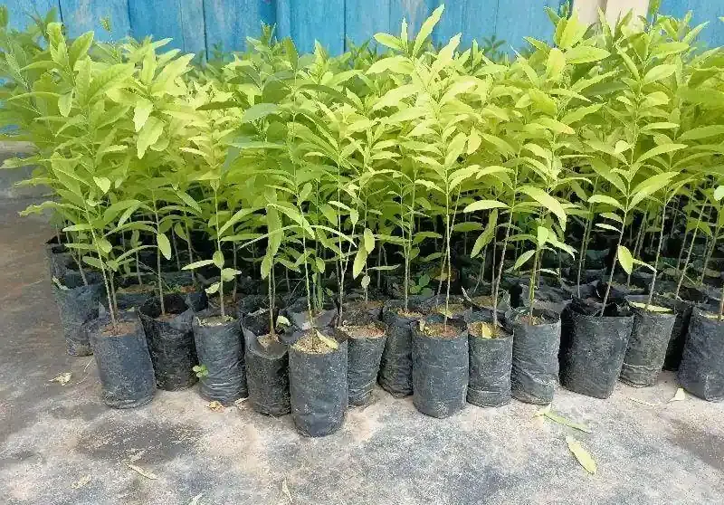 White Chandan Plant